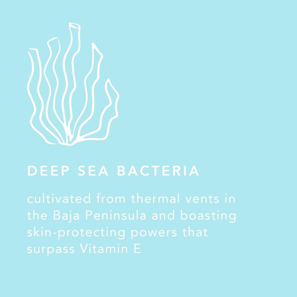 A light blue graphic describing deep sea bacteria
