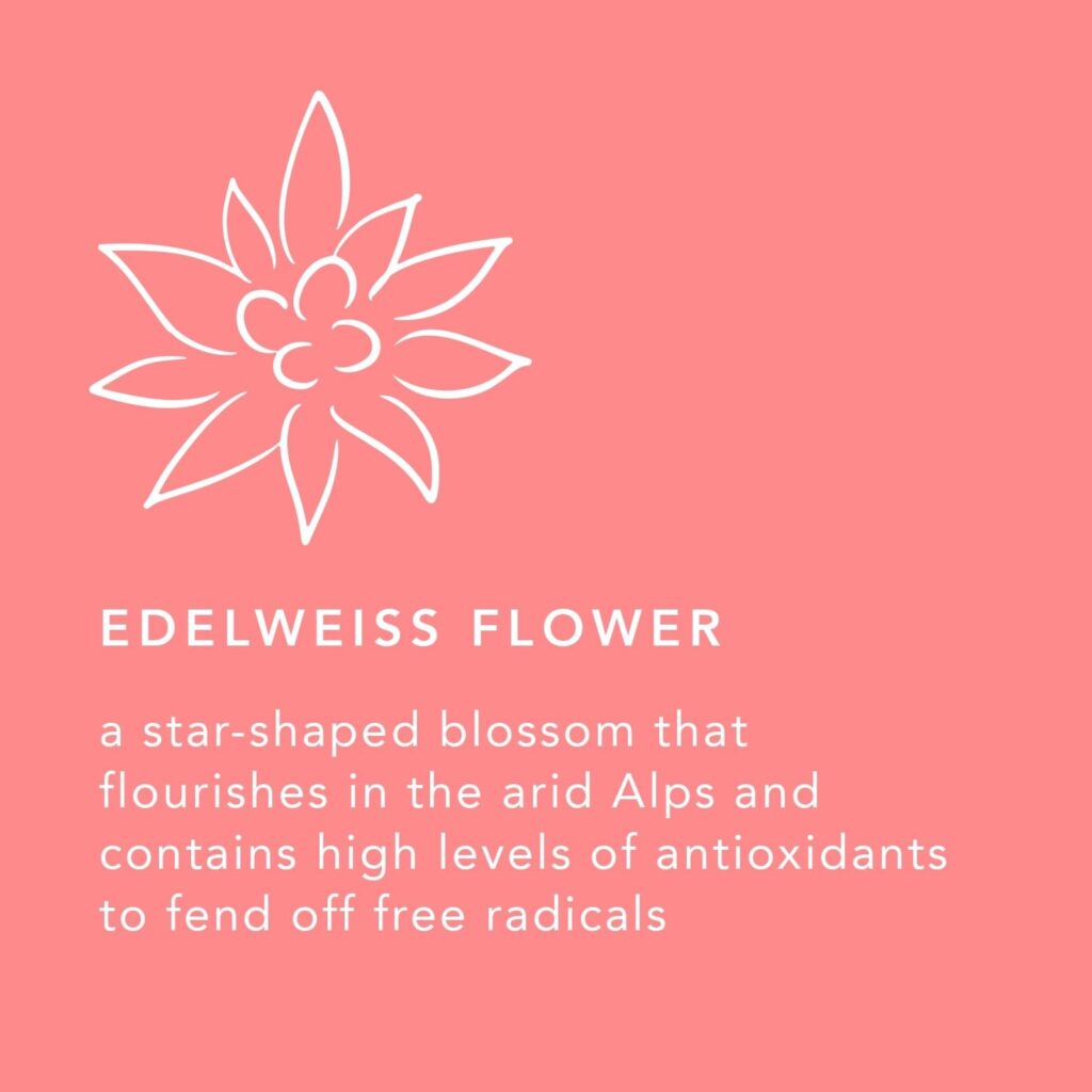 A graphic describing edelweiss flower