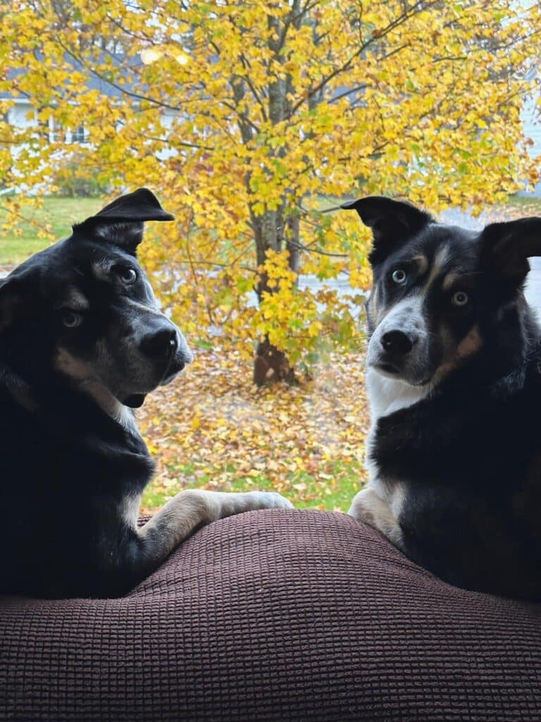 2 husky mix dogs on the back of a sofa with a yellow maple tree in the background 
